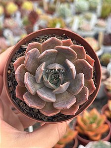 Echeveria marron