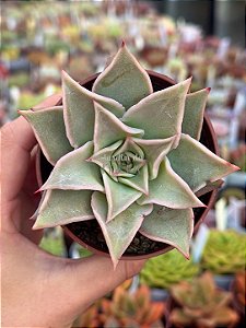 Echeveria madiba