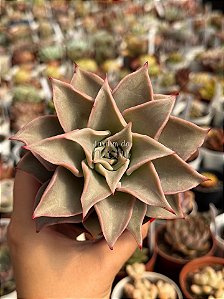 Echeveria madiba