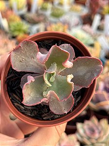 Echeveria octopus