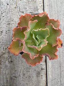 Echeveria chantilly dragon fin reversa
