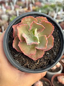 Echeveria chantilly dragon fin reversa