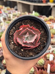 Echeveria gorgon's grotto (pouca raiz)