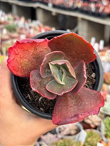 Echeveria gorgon's grotto
