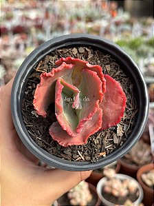 Echeveria gorgon's grotto