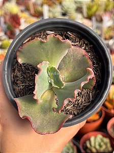 Echeveria gorgon's grotto