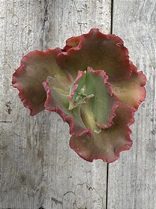 Echeveria gorgon's grotto (sem raiz)