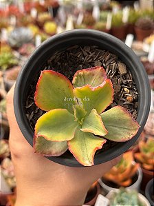 Echeveria tornado variegata