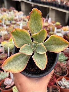Echeveria tornado variegata