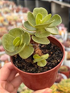 Portulaca molokiniensis