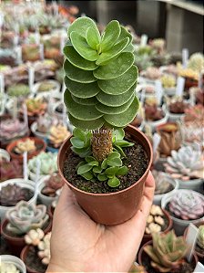 Portulaca molokiniensis