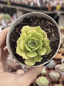 Aeonium gold emerald