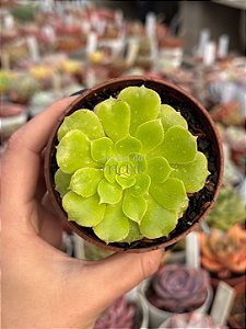 Aeonium gold emerald