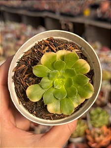 Aeonium gold emerald