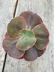Echeveria bitters sweet ( SEM RAIZ)