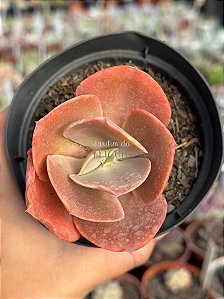 Echeveria bitters sweet