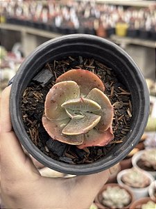 Echeveria HB Gladis Cuevas (Carunculas)