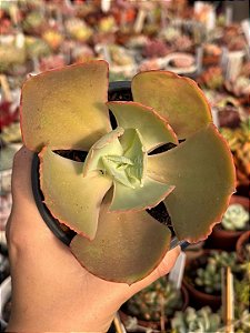 Echeveria HB Gladis Cuerva