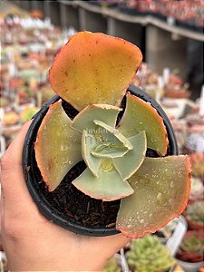 Echeveria HB Gladis Cuerva
