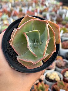 Echeveria HB Gladis Cuerva / verde