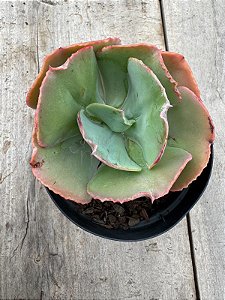 Echeveria HB Gladis Cuerva / verde