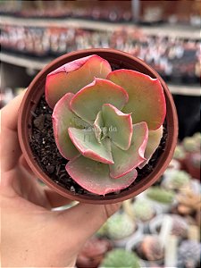 Echeveria flying cloud reversa