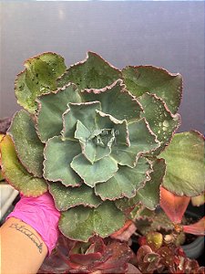 Echeveria flying cloud reversa