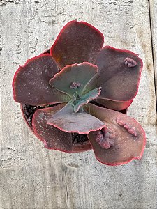 Echeveria momordica charantia M
