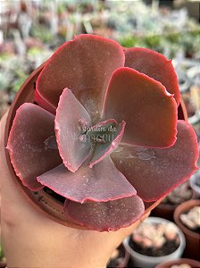 Echeveria momordica charantia M