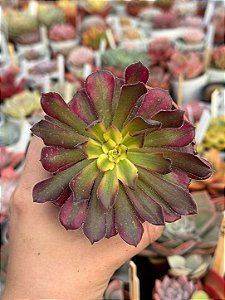 Aeonium mardi gras (sem raiz)