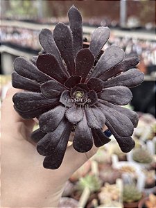 Aeonium big bang (reverso)