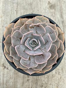 Echeveria pollux