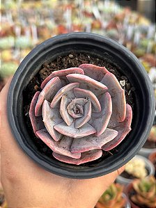 Echeveria pollux