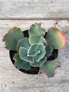 Echeveria oceana