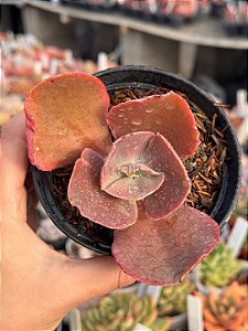 Echeveria golden state reversa