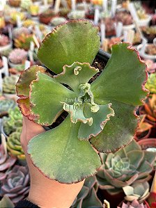 Echeveria barroco