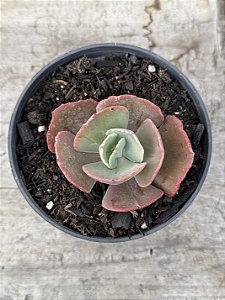 Echeveria barroco (sem raiz)