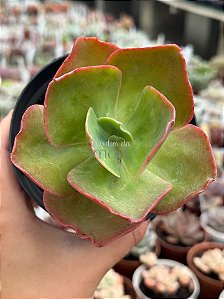 Echeveria barbillion