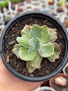 Echeveria chantilly blue sky variegata