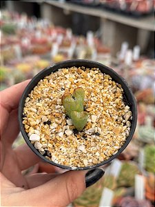 Conophytum bilobum