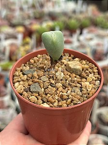 Conophytum bilobum