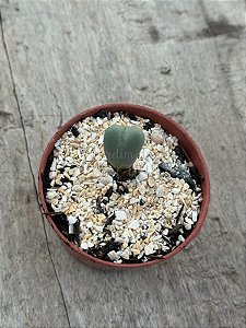 Conophytum bilobum