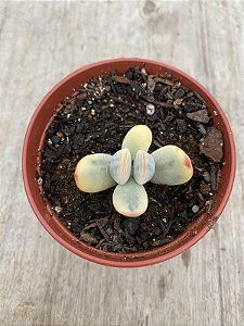 Cotyledon orbiculata oophylla variegata ( sem raiz)