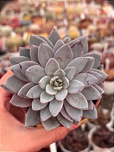Graptoveria lulu