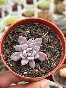 Graptoveria lulu