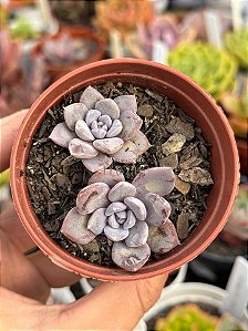 Graptoveria lulu