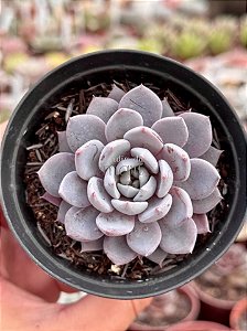 Graptoveria lulu