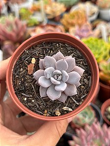 Graptoveria lulu