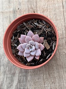 Graptoveria lulu