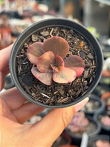 Echeveria prima donna variegata